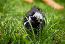 Black Guinea Pig Sitting Outdoors In Summer, Pet Calico Guinea Pig Grazes In The Grass