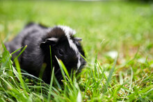 Black Guinea Pig Sitting Outdoors In Summer, Pet Calico Guinea Pig Grazes In The Grass