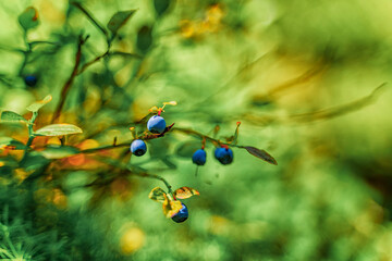 Wall Mural - Blueberries on a bush in a wild forest