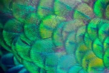  peacock feathers, plumage, background texture