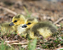 Canada Goose Photo. Canadian Babies Gosling Close-up Profile View Resting On Grass In Their Environment And Habitat. Canada Goose Image. Picture. Portrait. Photo.