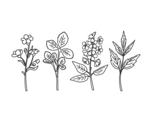 Wall Mural - hand drawing wildflowers and herbs. vector illustration