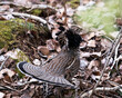 Partridge Stock Photos. Grouse struts mating plumage.  Mating season. Fan tail. Brown colour feathers plumage. Spring season. Image. Portrait. Picture.