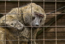 Orangutan Holding Onto Cage
