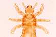 The head louse (Pediculus humanus capitis) is a parasite Live on the body, person or animal and live by sucking blood into food.
