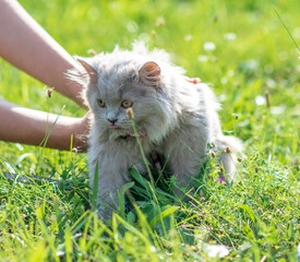 Wall Mural - Portrait og fluffy little kitten on green grass background