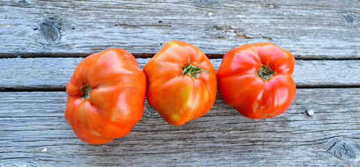 Wall Mural - Tomatoes planting. Fresh  Organic tomatoes from bio garden  on garden background