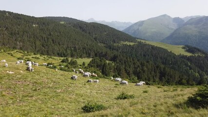 Canvas Print - France Pyrénées Ariège Plateau de Beille montagne troupeau vaches agriculture elevage paysage environnement