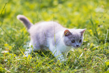 Wall Mural - portrait of funny british shothair bicolor gray kitten with yelow eyes on the autumn background