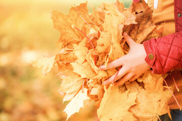 Wall Mural - Fall banner. handful of autumn yellow and red foliage in golden sun. copy space, selective focus
