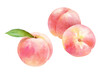 熟したジューシーな桃の果実3種。水彩イラスト。白桃。
