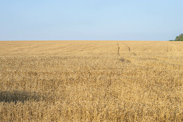 A field of golden wheat under the blue sky. Ukraine, Kharkiv region August 2, 2021