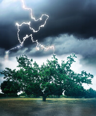 Wall Mural - dark cloudy sky with lightning striking tree. thunderstorm