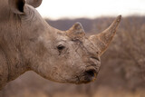Fototapeta Zwierzęta - Rhino in Kruger