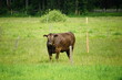 Brown cow green grass farm