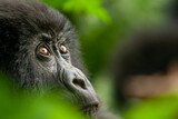 Fototapeta  - female wild mountain gorilla Virunga park Congo