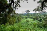 Fototapeta  - tropical rainforest view Rwanda Africa