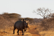 Rhino In Kruger National Park