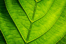 Green Leaves With Detailed Lines And Surface.