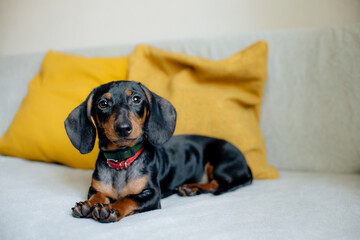 tax on the bed. cute dog