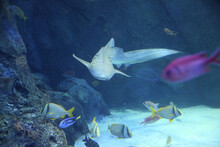 Closeup Of Different Fish Groups Swimming In An Aquarium Under The Lights