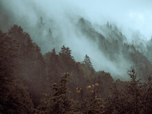 Misty Clouds Rise Up From A Pine Forest.
