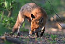 A Red Fox Up Close