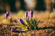 Close-up Of Purple Crocus Flowers On Field