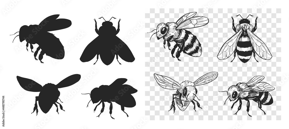 Sketch of a bee. Vector illustration on transparent background - obrazy, fototapety, plakaty 