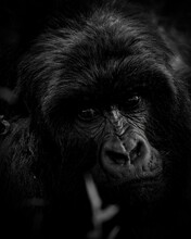 Close-up Of Gorilla Looking Away