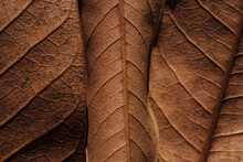 Full Frame Shot Of Dry Leaf