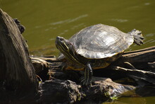 Close-up Of Turtle On Rock By Lake