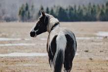 Rear View Of Horse On Field