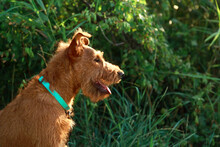 Gorgeous Beautiful Purebred Young Serious Obedient Hunting Dog Puppy Irish Terrier Breed Sits On The Nature Outdoors In Summer On The Grass, Profile Portrait