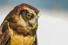 Spectacled Owl Pulsatrix Perspicillata Isolate On White Background.