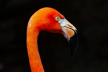Red Flamingo Head Portrait