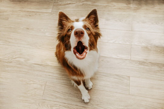 portrait brown border collie barking at home. high angle view