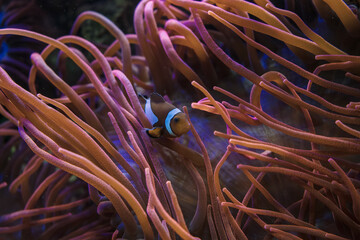 Wall Mural - Amphiprion ocellaris inside Bubble-tip anemone