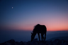 Silhouette Horse Standing On Land Against Sky During Sunset