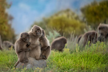 Gelada Monkey Babies Playing In Simien Mountains In Ethiopia