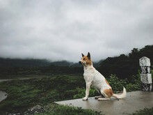Dog Standing On Land Against Sky