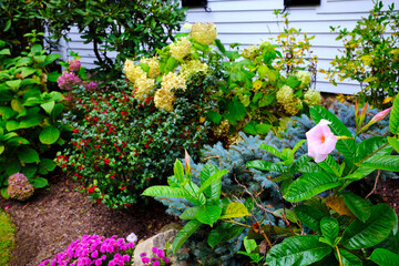 flowers in the garden