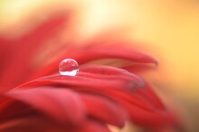 Close-up Of Water Drops On Red Leaf