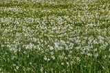 Fototapeta Dmuchawce - Beautiful flowering meadow with white wild growing narcissus or daffodil flowers in Daffodil Valley Biosphere Reserve
