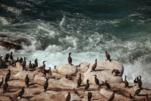 Flock Of Birds In Sea. La Jolla Beach Wildlife. Cormorants Resting On Cliff