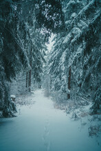 Beautiful View Of The Pine Trees Covered In Snow Surrounding The Snowy Pathway In The Forest