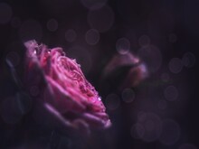 Close-up Of Pink Rose Flower Against Black Background