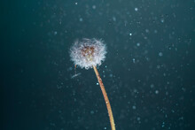 Close-up Of Dandelion Against White Background
