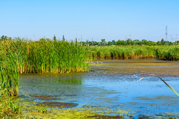 Wall Mural - View on small lake at summer