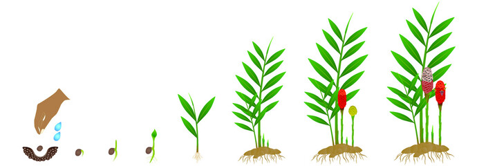 Wall Mural - Cycle of growth of a zingiber spectabile ginger flower on a white background.